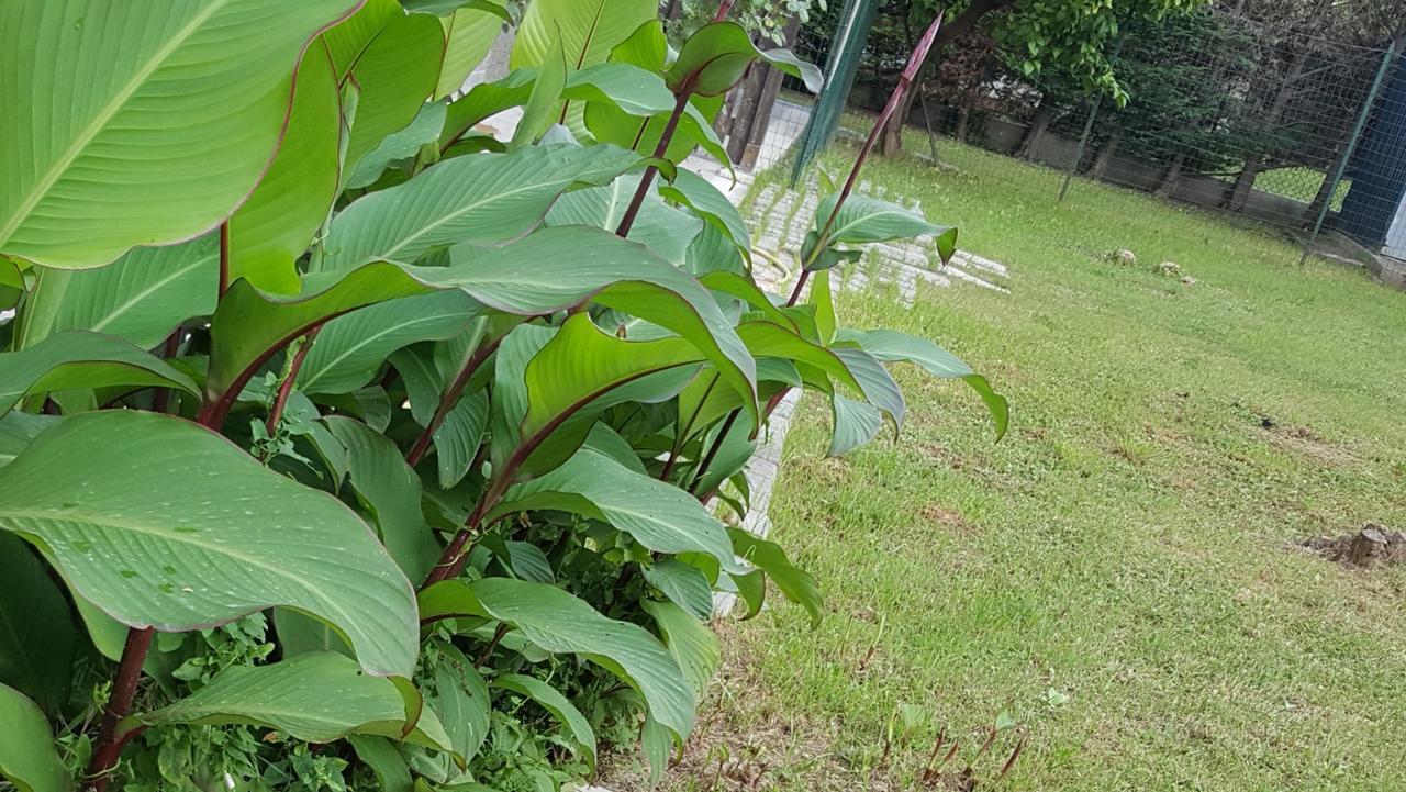 Casa Vacanze Darena Tortoreto Dış mekan fotoğraf